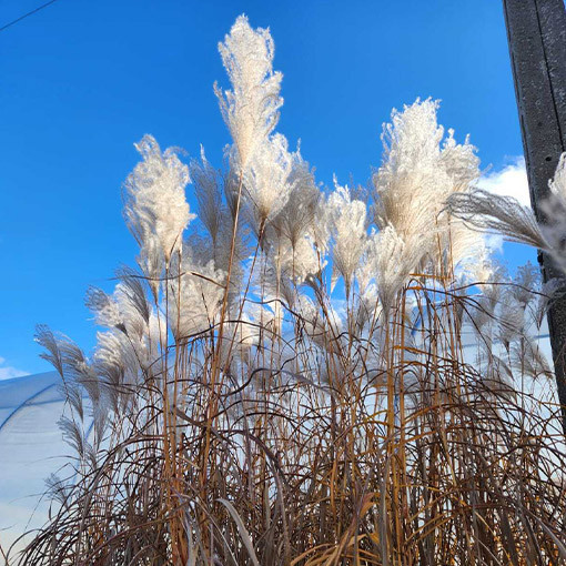 Chinaschilf ‘Memory'  4L