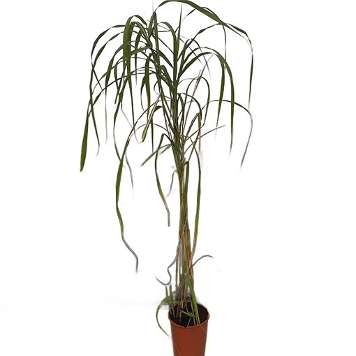 Chinaschilf ‘Memory'  4L