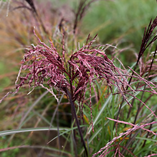 Chinaschilf ‘Little Miss'  4L