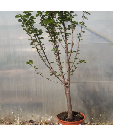 Mini Patio - Kirschbaum Carmine Jewel, Behälter 4L