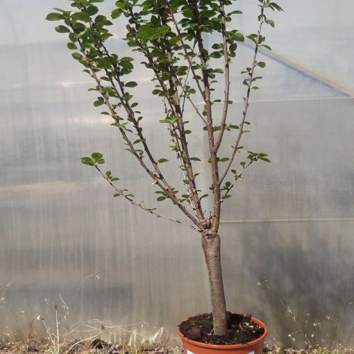 Mini Patio - Kirschbaum Carmine Jewel, Behälter 4L