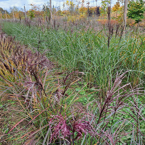 Chinaschilf ‘Little Miss'  4L