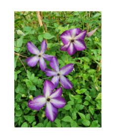 Waldrebe ‘Venosa Violacea'  4L