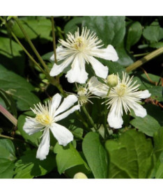 Waldrebe Paul Farges (botanisch, duftend)  4L