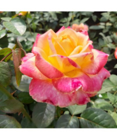 Großblütige Rose ‘Desse'  4L