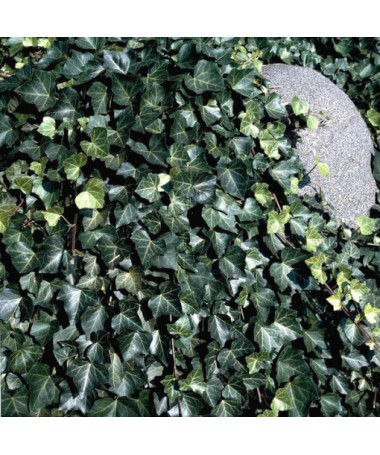 Efeu ‘Thorndale'  2L