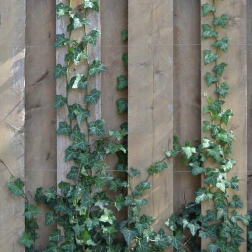 Efeu ‘Thorndale'  2L