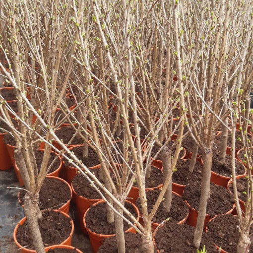 Mini Patio - Kirschbaum Carmine Jewel, Behälter 4L