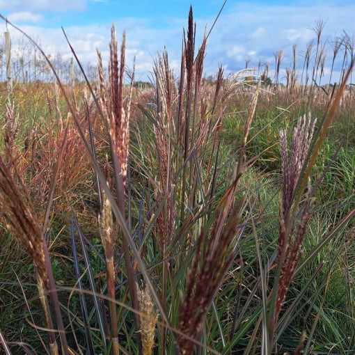 Chinaschilf ‘Gracillimus'  2L