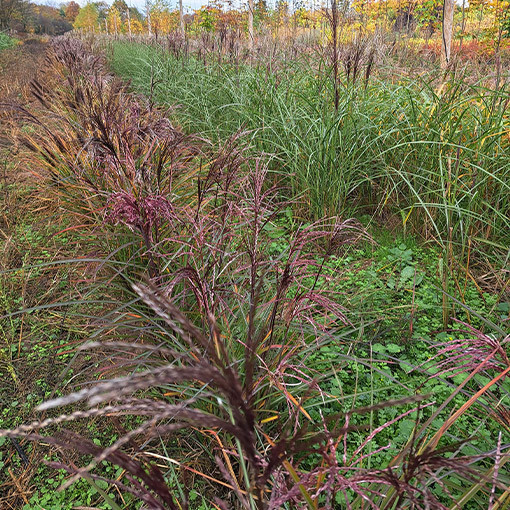 Chinaschilf ‘Little Miss'  2L