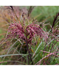 Chinaschilf ‘Little Miss' Topf P9/C1