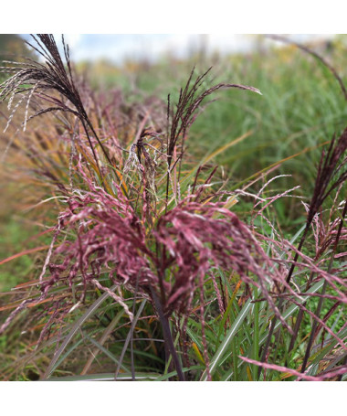 Chinaschilf ‘Little Miss' Topf P9/C1