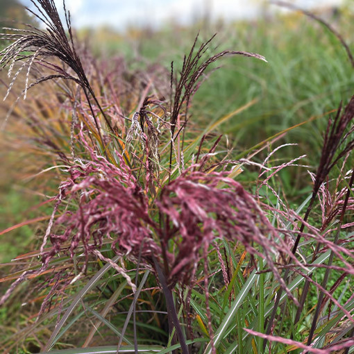 Chinaschilf ‘Little Miss' Topf P9/C1