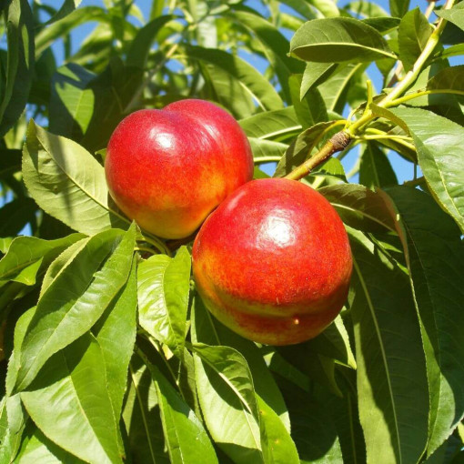 Mini Patio - Nektarine Rubis, Behälter 4L