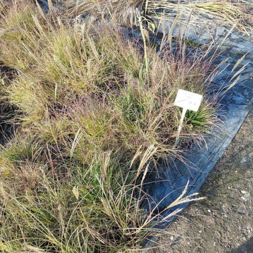 Chinaschilf ‘Adagio'  2L