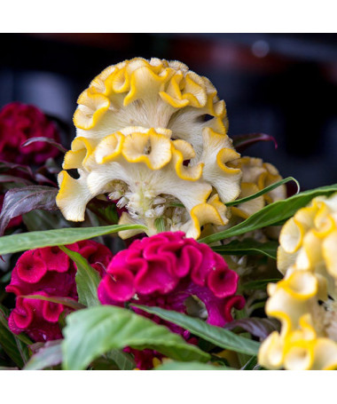 Hahnenkamm-Celosie Farb-Mix