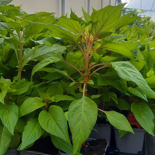 Hahnenkamm-Celosie Farb-Mix