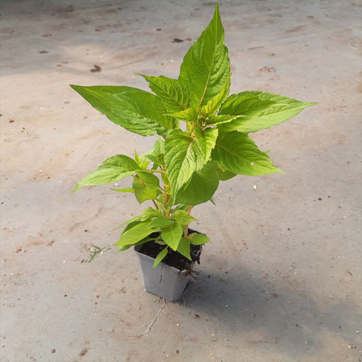 Hahnenkamm-Celosie Farb-Mix