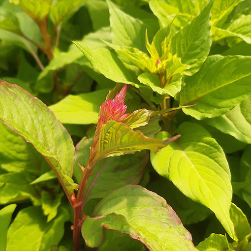 Feder-Celosie - Farbmix