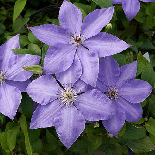 Clematis Elsa Späth Topf P9/C1