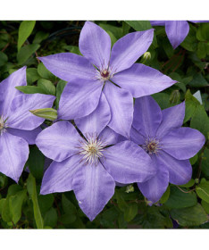 Clematis Elsa Späth Topf P9/C1