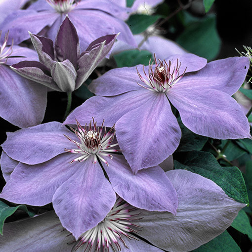 Clematis Elsa Späth Topf P9/C1