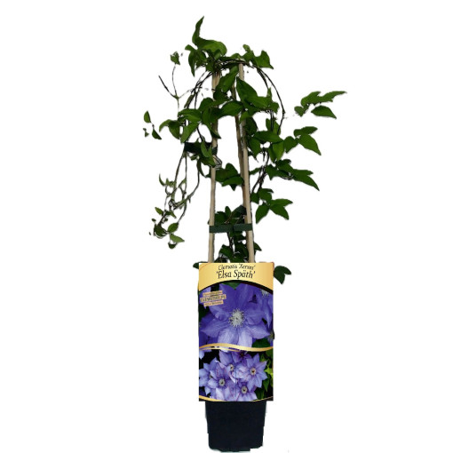 Clematis Elsa Späth Topf P9/C1