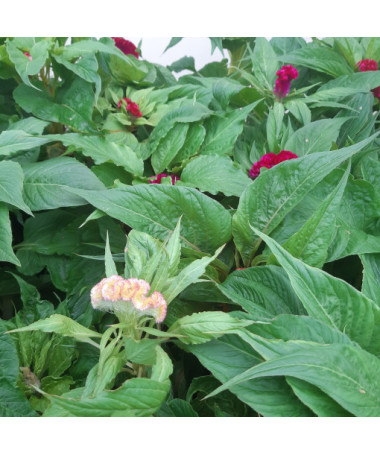 Hahnenkamm‑Celosie - Farbmix  2L