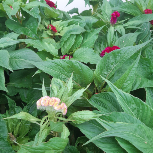 Hahnenkamm‑Celosie - Farbmix  2L