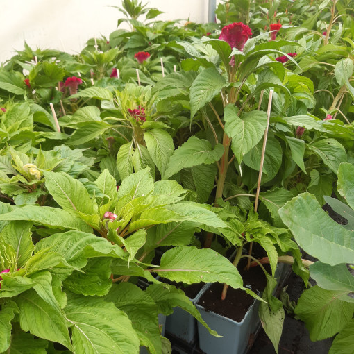 Hahnenkamm‑Celosie - Farbmix  2L