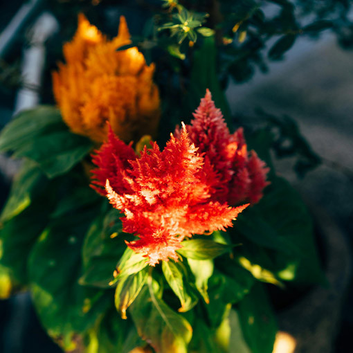 Feder-Celosie - Farbmix  2L