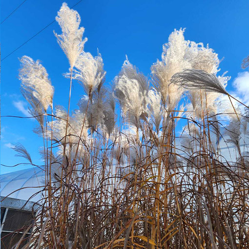 Chinaschilf ‘Memory'  2L