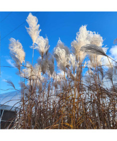 Chinaschilf ‘Memory'  2L