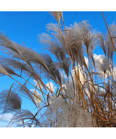 Chinaschilf ‘Memory'  2L