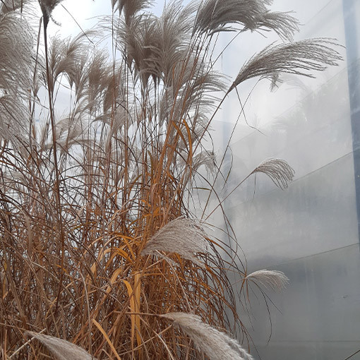 Chinaschilf ‘Memory'  2L