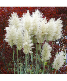 Pampasgras ‘White Plume'  2L