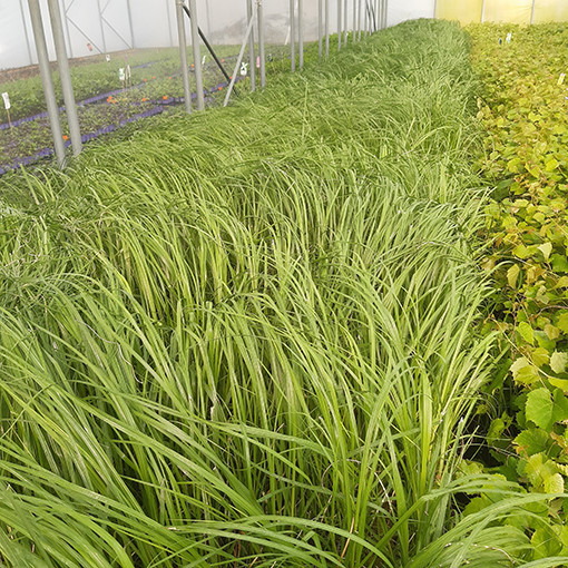 Pampasgras ‘White Plume'  2L