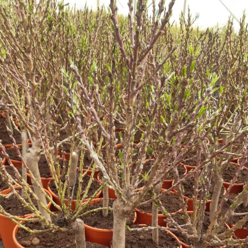 Mini Patio - Nektarine Rubis, Behälter 4L