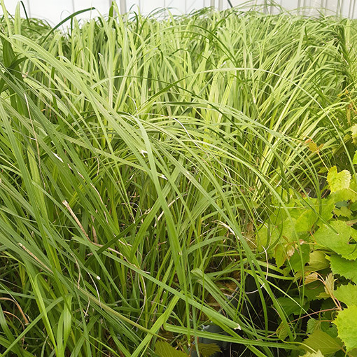 Pampasgras ‘White Plume'  2L