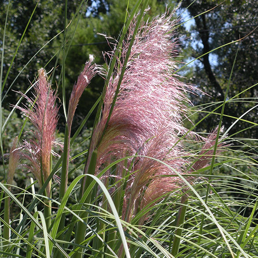 Pampasgras ROSEA  2L