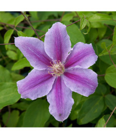Clematis 'Bees Jubilee' Topf P9/C1