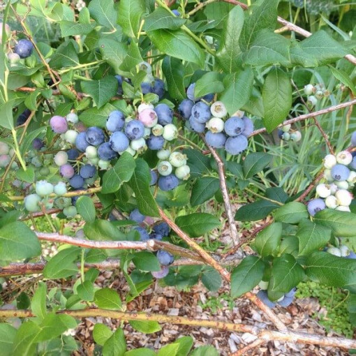 Amerikanische Heidelbeere ‘Bluecrop'  4L