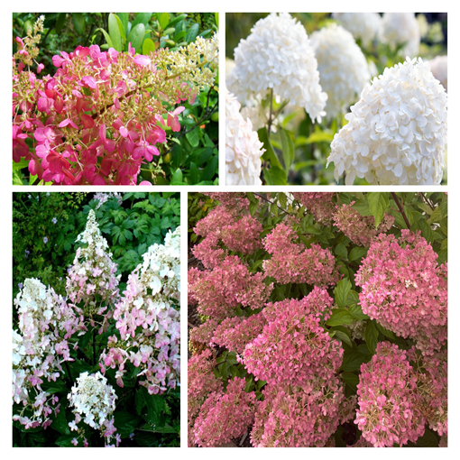 Set von 4 Stück - Strauch-Hortensien in 2L Töpfen