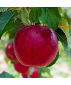 Mini Patio - Pidi Apfelbaum, 4L Topf