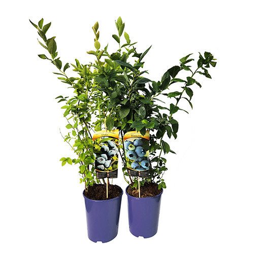 Amerikanische Heidelbeere ‘Brigitta'  4L