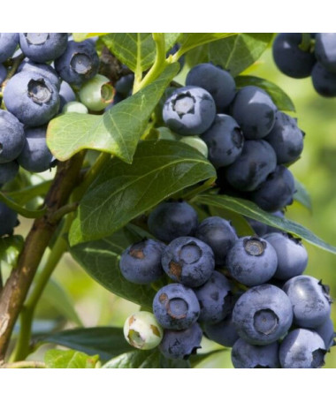 Amerikanische Heidelbeere ‘Spartan'  4L