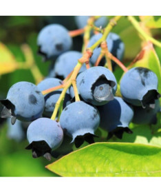 Amerikanische Heidelbeere ‘Bluejay'  4l