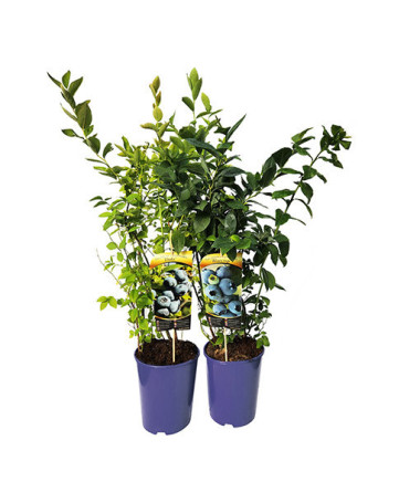 Amerikanische Heidelbeere ‘Bluejay'  4l