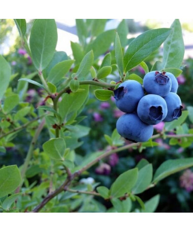 Amerikanische Heidelbeere ‘Toro'  4l