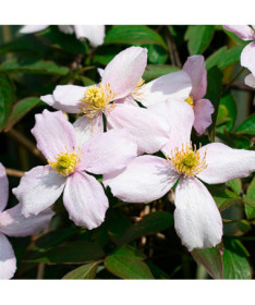 Berg-Waldrebe ‘Tetrarose' Topf P9/C1